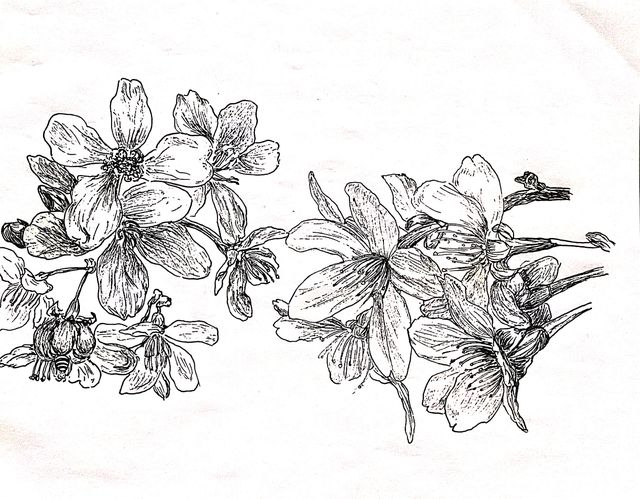 Spring Blossoms